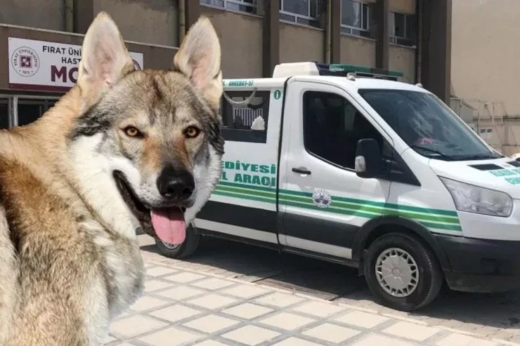 Elazığda canavar zənni ilə atəş açan kişi həyat yoldaşını öldürüb